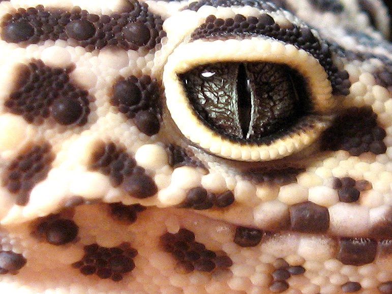 Just eye