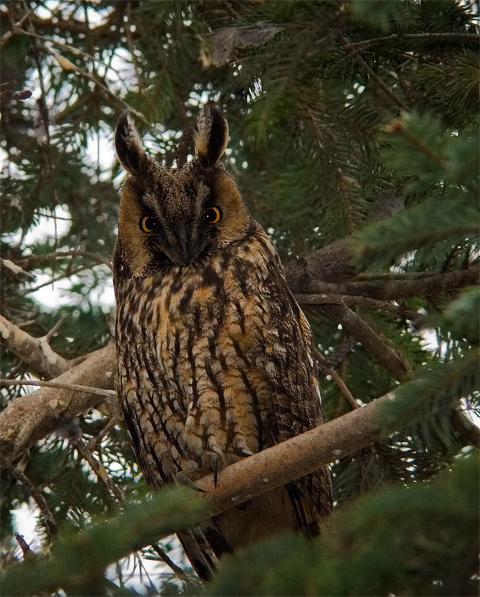 Asio otus