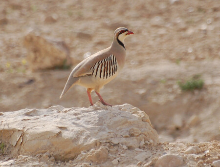 Alectoris chukar