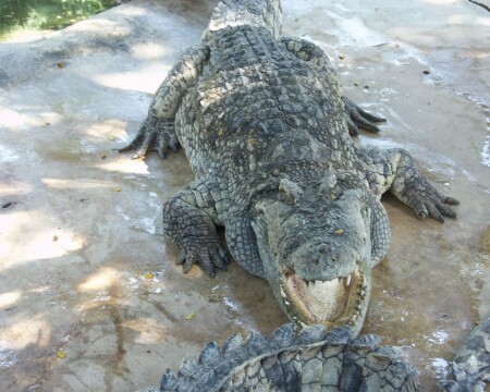 Крокодил Гена