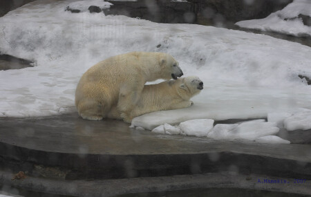 Весна в Московском зоопарке