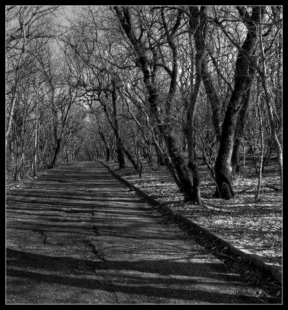 Дорога через лес