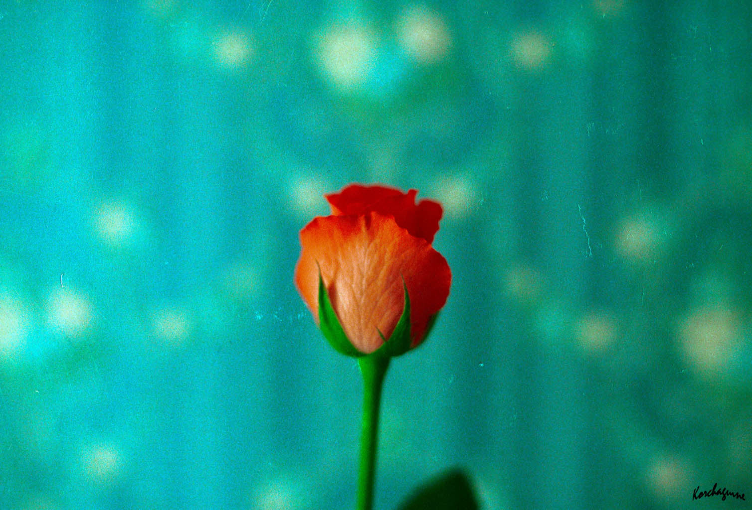 the rose
