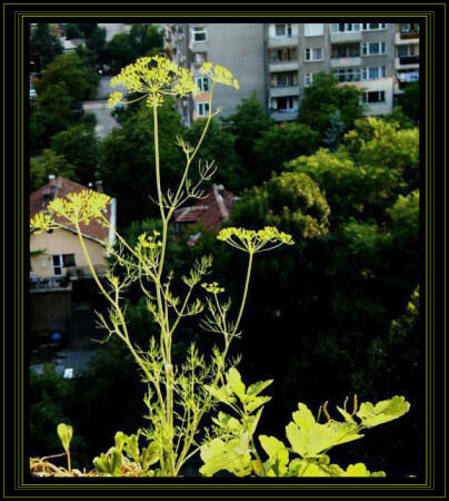 Копър