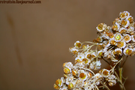 старая ромашка