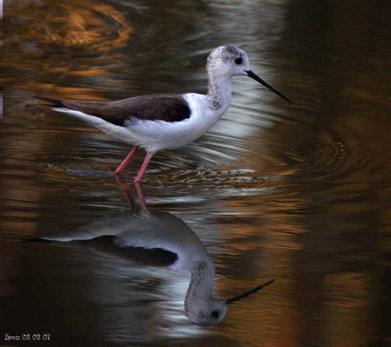 ХОДУЛОЧНИК BLACK-WINGED STILT Himantopus himantopus