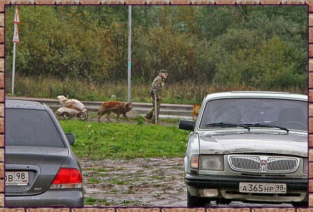 Только собака, друг, транспорт и ...