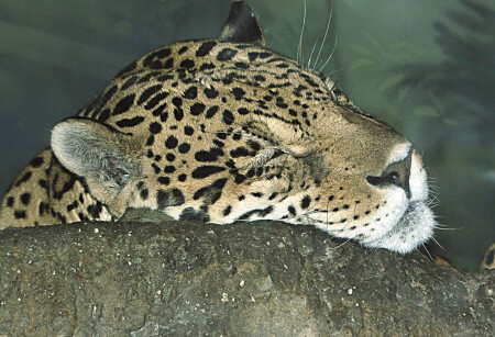 Сладкая дрёма