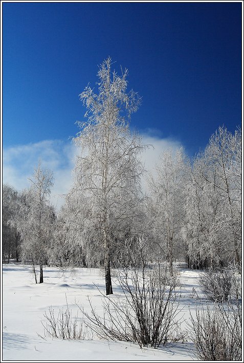 Зимняя береза