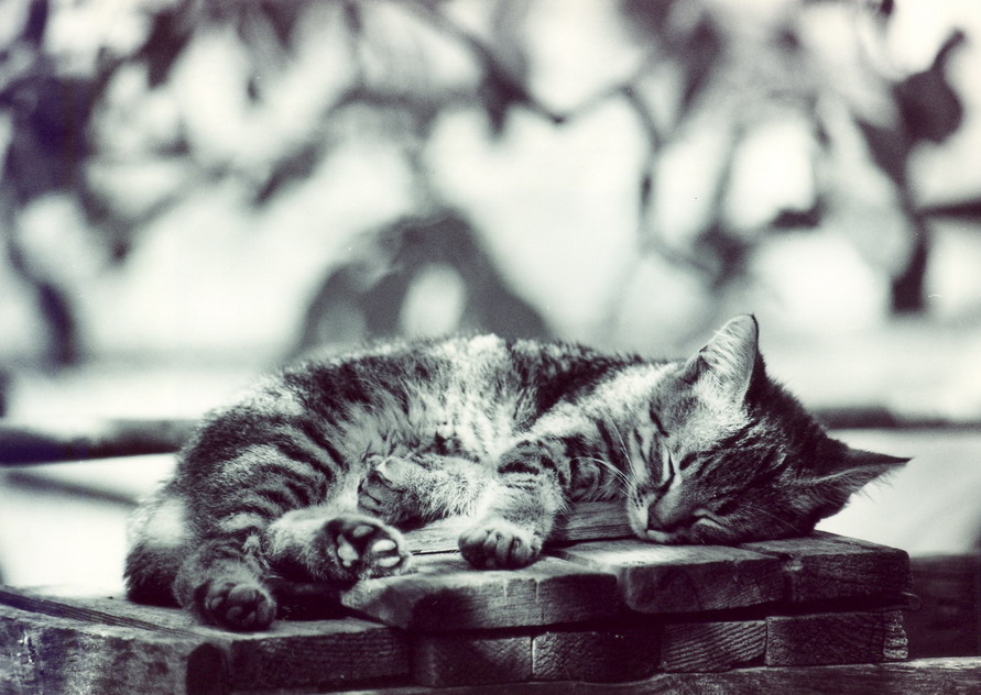 Котенок