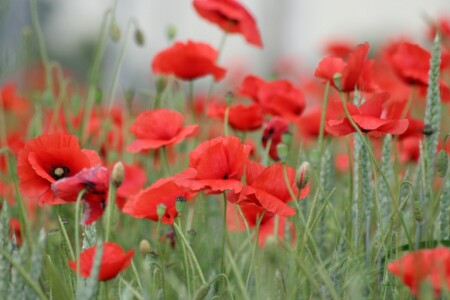 Девченки это вам !!! С праздником!