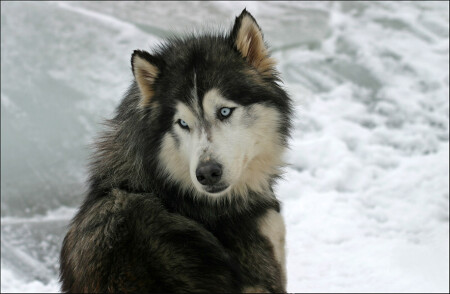 сибирские хаски