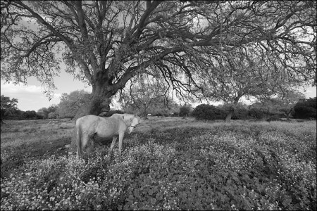 Gray horse looking for nothing