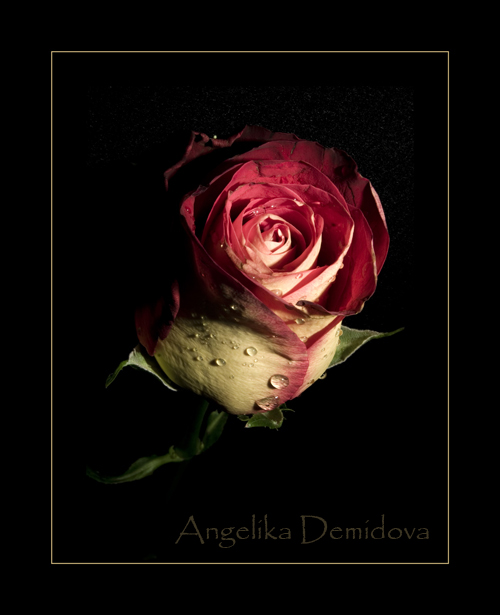 rose 2