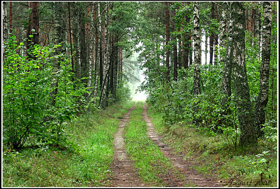 Дорога в туман
