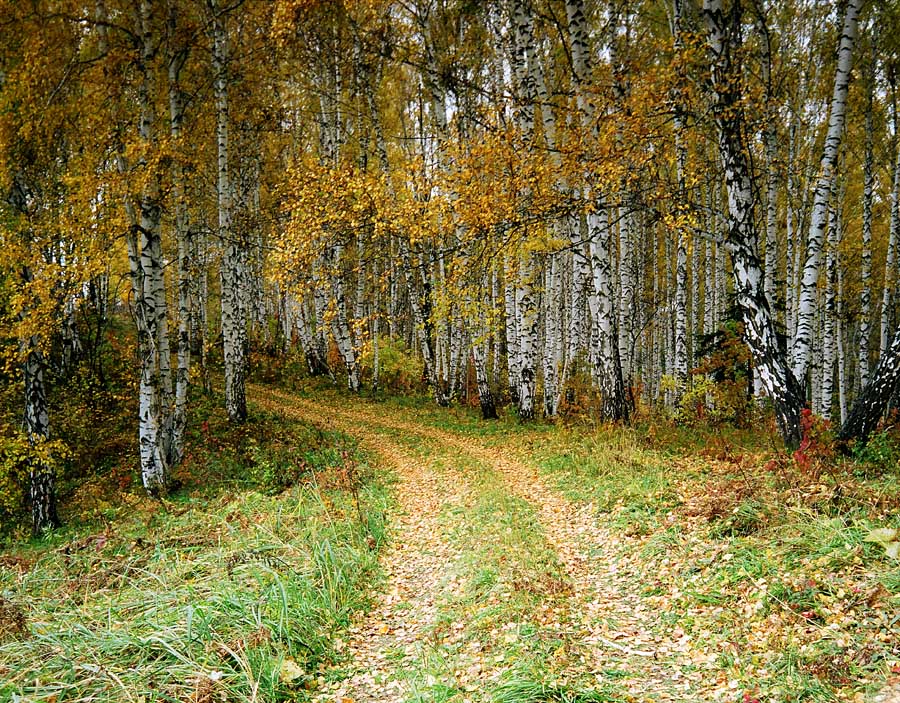 Березки ёп