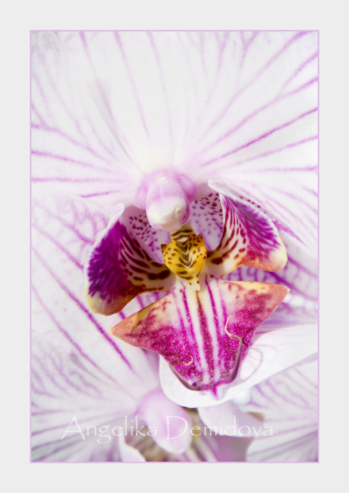 orchid