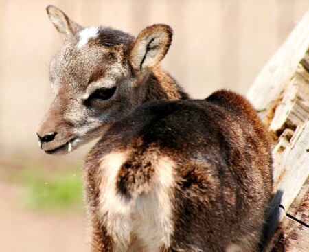 Взгляд через плечо