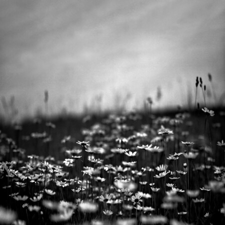 summer field