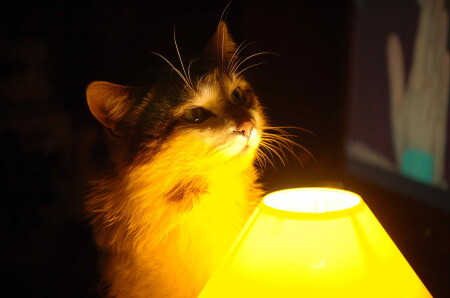 луч света в темном царстве