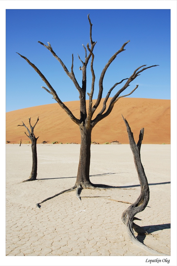 Dead vlei