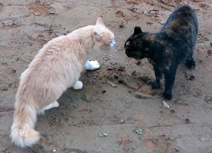 Fight!!!