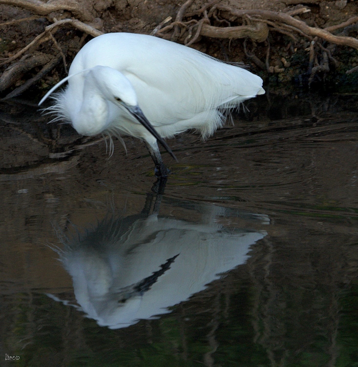 ЦАПЛЯ малая белая. Little Egret.Egreta garzeta.