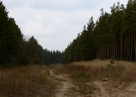 Дорога в лес...
