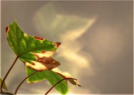 глоток света