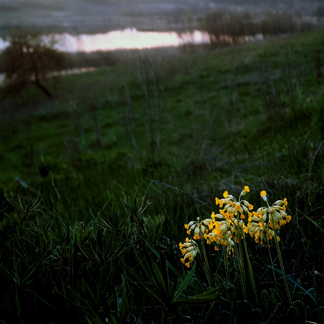 spring bouquet