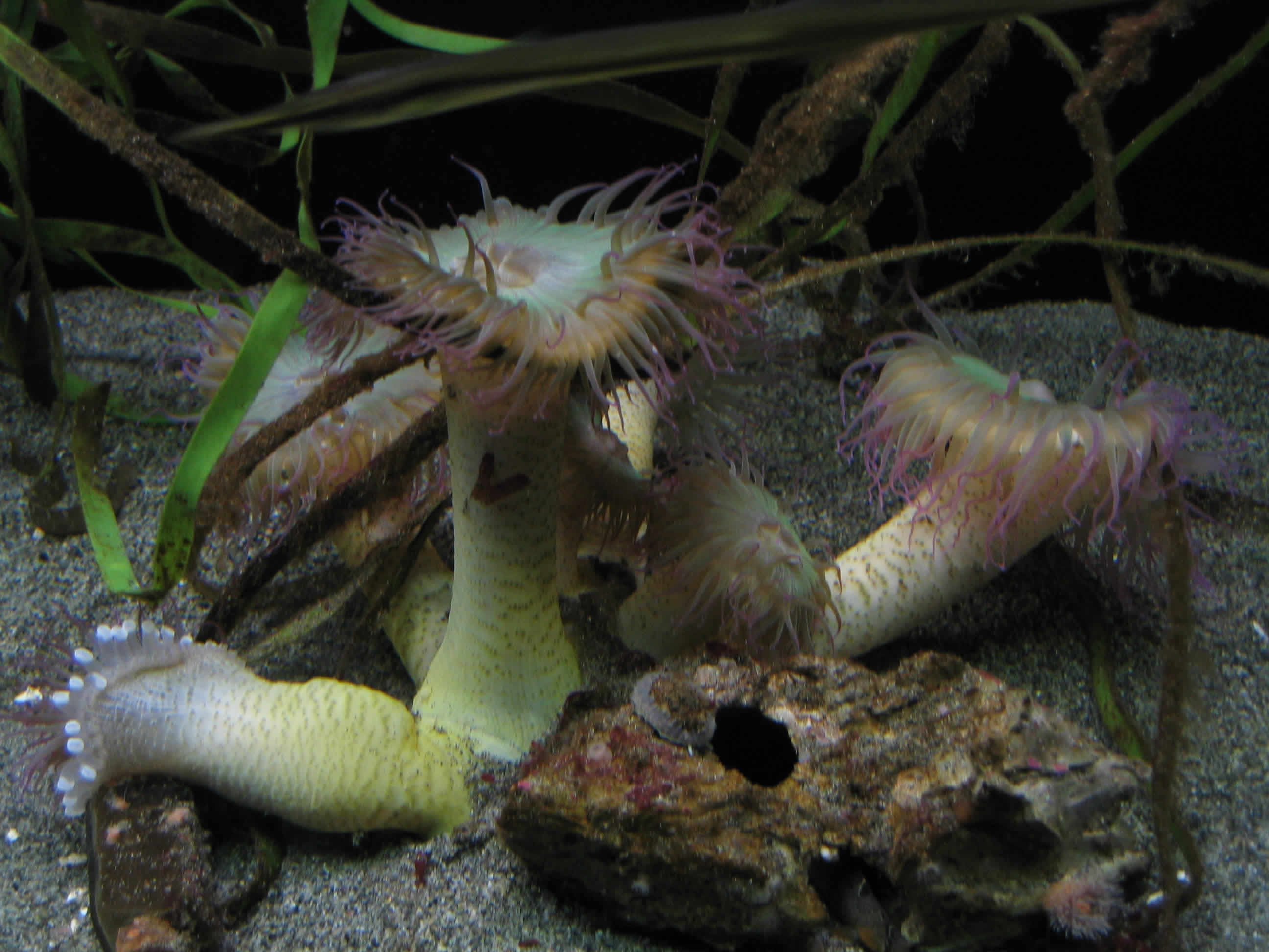 Sea Anemones