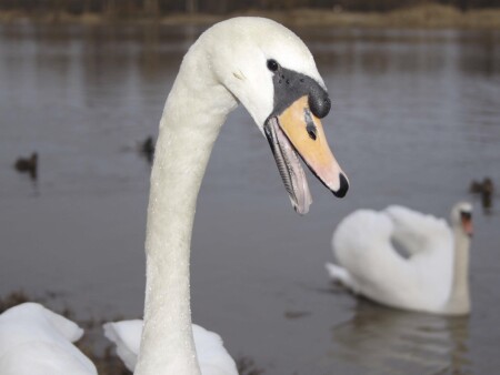 Может лучше покормишь?