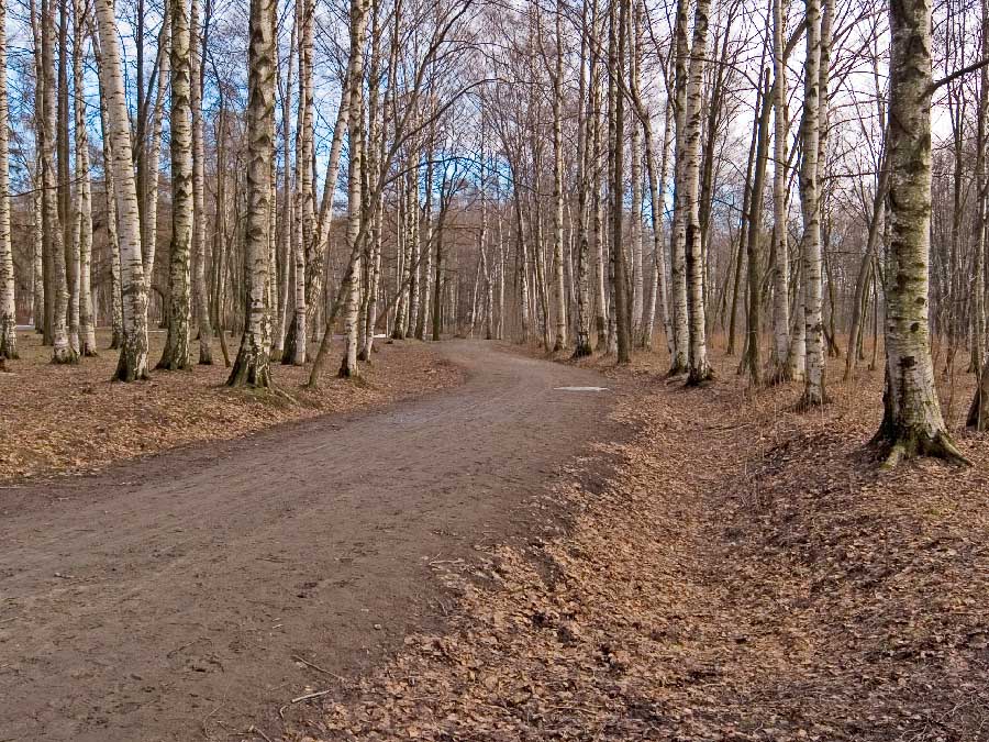 Мартовский лес