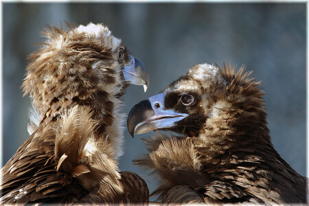 Семейный портрет