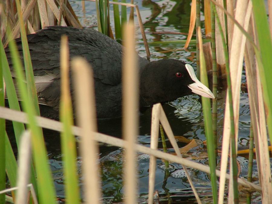 Лысуха (Fulica atra)