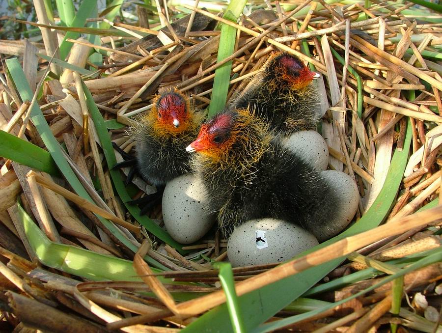 День рождения (Лысушата - Fulica atra)