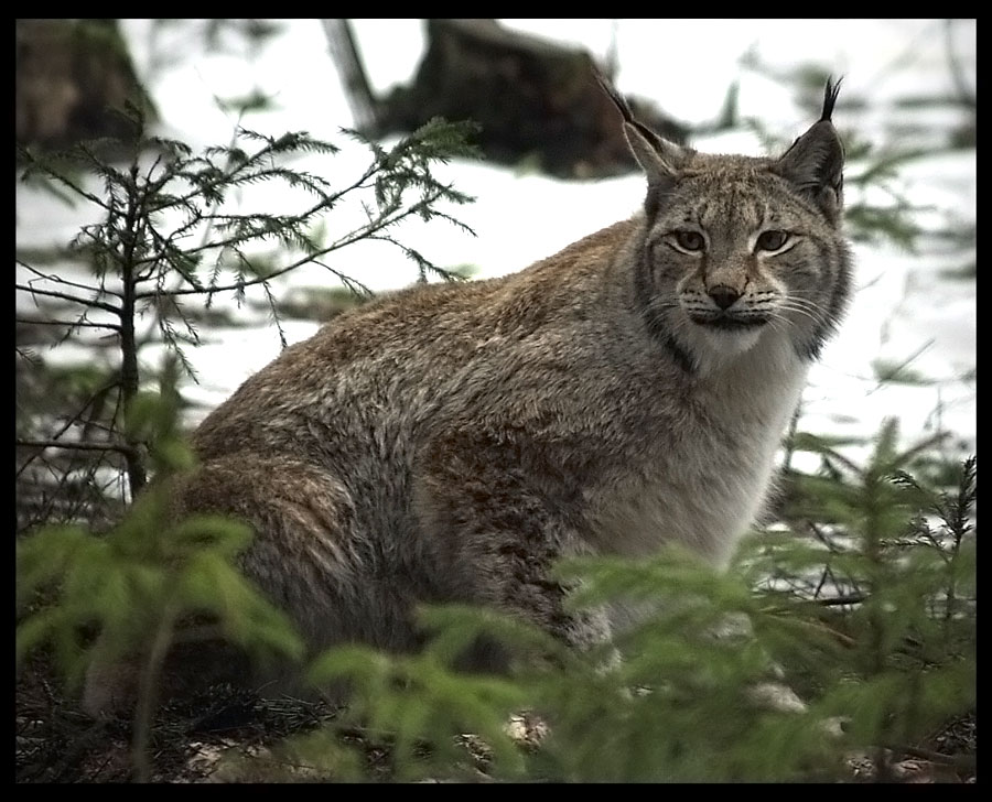 Lynx lynx