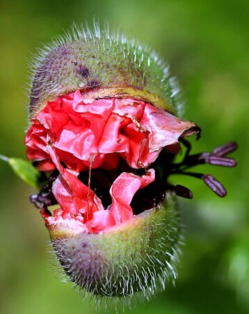 Я тебя съем