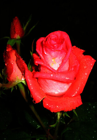 После дождя