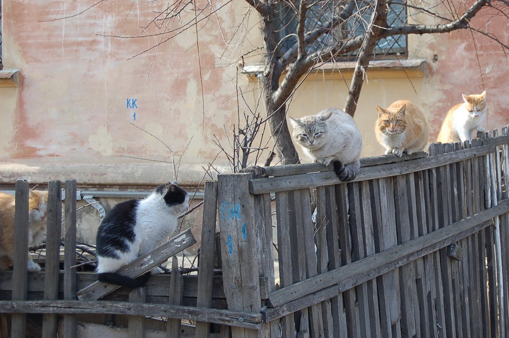 Март. Коты.