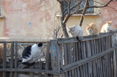 Март. Коты.