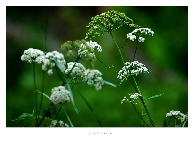 # Sambucus L #