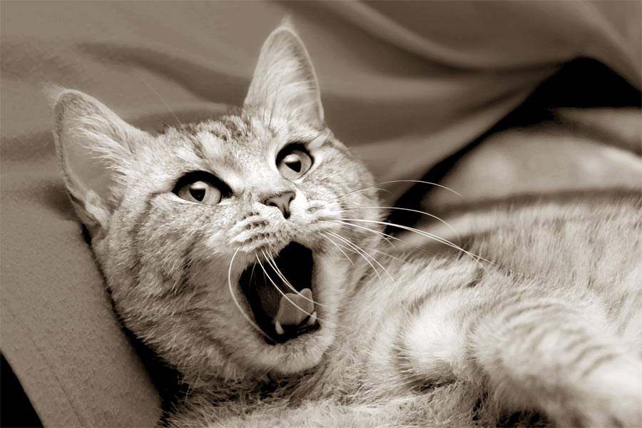 cat 
