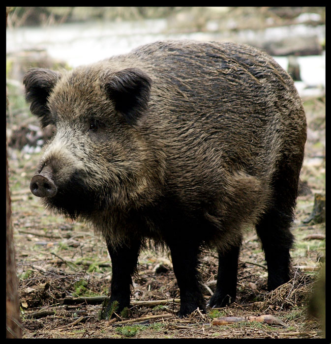 Кабан (Sus scrofa)
