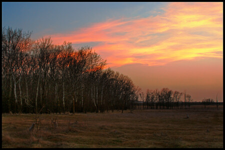Forest fire