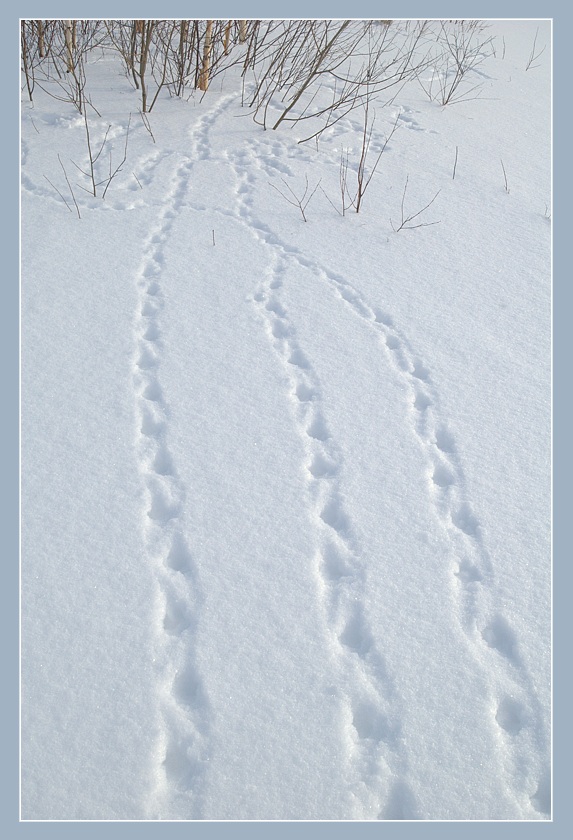 &quot;косы&quot;