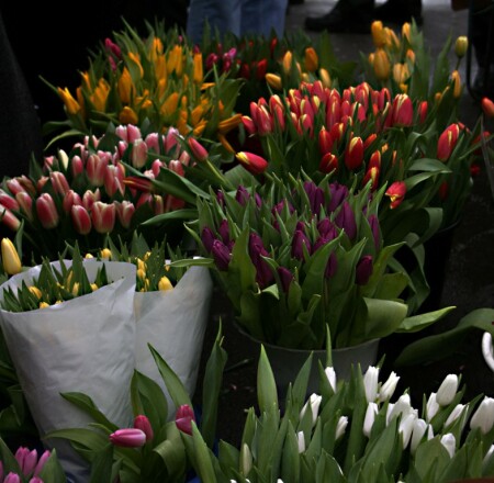 Tulips
