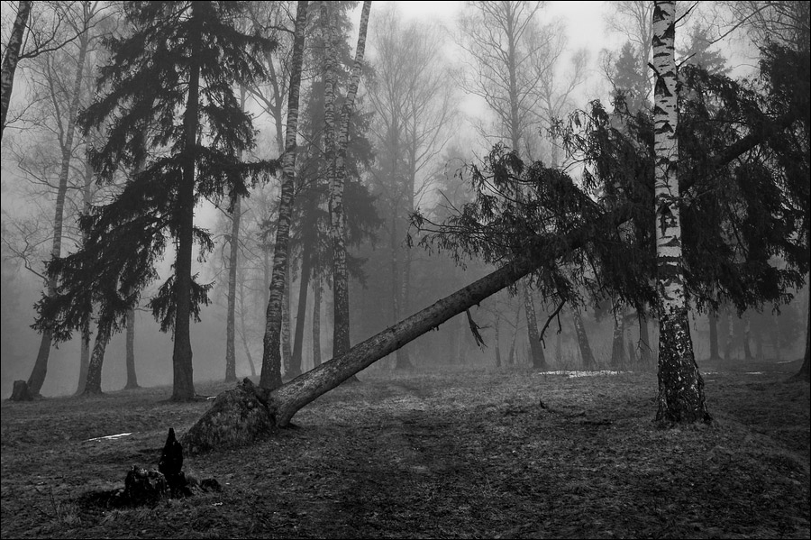 ЧБ весенняя картинка с поваленной елкой