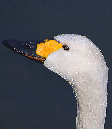 голова в бриллиантах