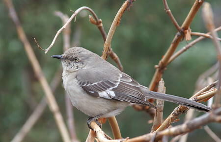 Northern Mockingbird северный пересмешник